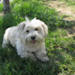 Meet your Posher, Frances